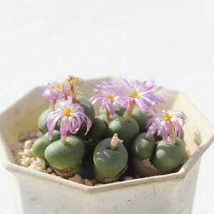 H 12 TK-10-44 RmtBc ʐ^̎q͂ A RmtBcʔ A̔ ϊA