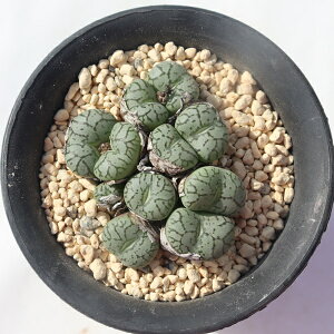 Eb e 11 TK-10-45 RmtBc ʐ^̎q͂ A RmtBcʔ Aʔ suculents conophytum
