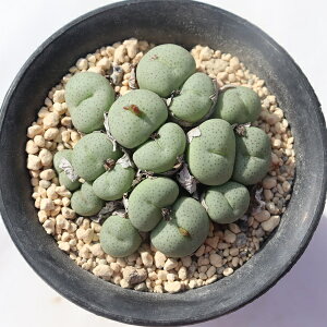 RVk e 16 TK-10-46 RmtBc ʐ^̎q͂ A RmtBcQʔ AQ̔