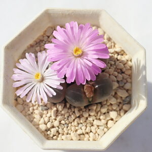 P 3 TK-10-47 It^tB ʐ^̎q͂ A It^tBʔ Aʔ 