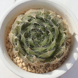 �H�� TK-10-61 �n�I���`�A �ʐ^�̎q�����͂� �����A�� �n�I���`�A�ʔ� �����A���̔���t�n succulents haworthia