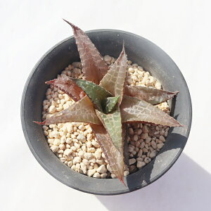 ّ^bh TK-10-63 nI`A ʐ^̎q͂ A nI`Aʔ AAʔ succulents haworthia