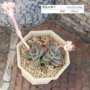 �N���b�X�� �X�v�����O�^�C�� ���i �����A�� TK10-65 �ʐ^�̎q �ϗt�A�� �����A���ʔ� �N���b�X���̔� �C���e���A ���| �񂹐A�� �K�[�f�j���O