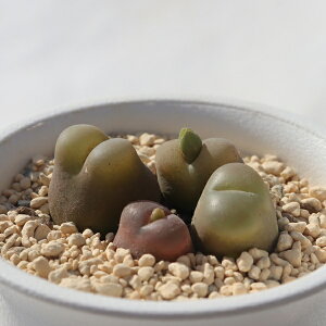 }EKj[ 4 TK-10-77 RmtBc ʐ^̎q͂ A RmtBcʔ A̔