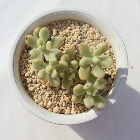 セドイデス錦 TK-10-86 エケベリア 写真の子をお届け 多肉植物 エケベリア通販 多肉植物販売