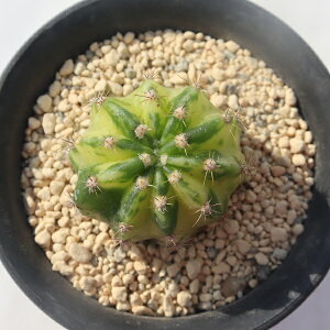 ۋ TK-10-89 JN^X ʐ^̎q͂ A T{eʔ A̔