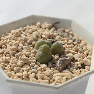  TK-10-99 RmtBc ʐ^̎q͂ A RmtBcʔ A̔