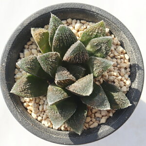 �ъI TK12-37 �n�I���`�A �ʐ^�̎q�����͂� �����A�� �n�I���`�A�ʔ� �����A���̔� �����A�� �C���e���A ���N�� �ϗt�A�� �h���C�K�[�f��