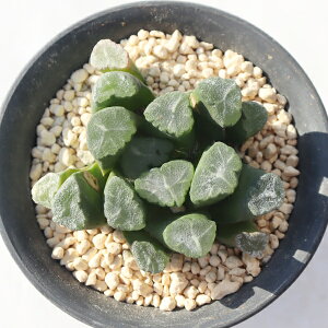  TK12-45 nI`A ʐ^̎q͂ A nI`A̔ Aʔ  A O[ CeA WG[vc ACXvg N ϗtA