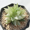 元祖氷砂糖 美斑 TK12-50 ハオルチア 写真の子をお届け 多肉植物 ハオルチア通販 多肉植物販売 インドアグリーン 室内植物 室内グリーン インテリア 多年草 観葉植物