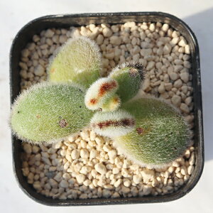 Be TK12-53 JRG ʐ^̎q͂ A JRGʔ Aʔ CeAvc R쑐 ϗtA CeA N 񂹐A