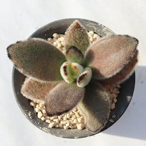 WCAgrbg TK12-54 JRG ʐ^̎q͂ A JRGʔ Aʔ CeAvc R쑐 ϗtA CeA N 񂹐A