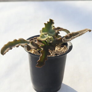 xt@VX TK12-55 JRG ʐ^̎q͂ A JRG̔ A̔ CeAvc R쑐 ϗtA CeA N 񂹐A