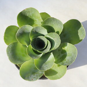 [Y ^ TK12-60 Om[rA ʐ^̎q͂ A Om[rA̔ A̔ x_K[f O[CeA ϗtA N AGIjE