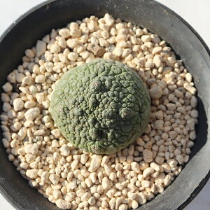 ~MEeBkX TK12-68 vZEhgX ʐ^̎q͂ A vZEhgXʔ Aʔ rU[vc A ϗtA N hCK[f 