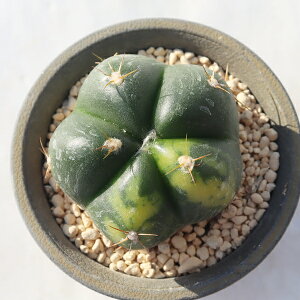 y^JT 2 TK12-84 JN^X T{e ʐ^̎q͂ A JN^X̔ T{eʔ Aʔ rU[vc x_K[f ϗtA N hCK[f 