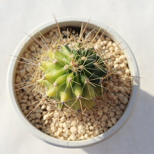 |gX TK12-87 JN^X T{e ʐ^̎q͂ A JN^X̔ T{eʔ Aʔ A rU[vc x_K[f ϗtA N hCK[f