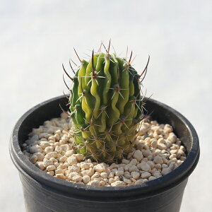 Xemkʋ TK12-88 JN^X T{e ʐ^̎q͂ A JN^X̔ T{eʔ Aʔ A rU[vc x_K[f ϗtA N hCK[f