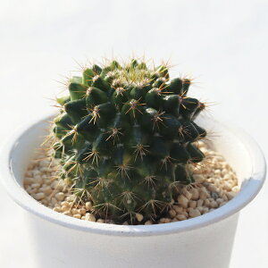 mۋ TK12-89 JN^X T{e ʐ^̎q͂ A JN^X̔ T{eʔ Aʔ A rU[vc x_K[f ϗtA N hCK[f