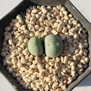 �Ő��� 2�� TK12-114 �R�m�t�B�c�� �ʐ^�̎q�����͂� �����A�� �R�m�t�B�c���̔� �����A���ʔ� �������� �W���G���[�X�g�[�� �����C���e���A �h���C�K�[�f�� �񂹐A��