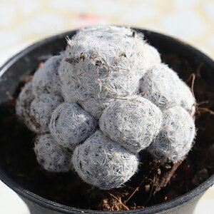 Pt cQ TK12-119 }~A JN^X T{e ʐ^̎q͂ A }~Aʔ A̔ CeAvc rU[vc 킢T{e ϗtA A