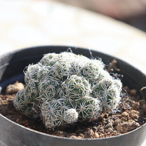 { TK12-120 }~A JN^X T{e ʐ^̎q͂ A }~Aʔ A̔ CeAvc rU[vc 킢T{e ϗtA A