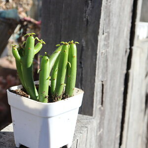 �Z�h������ TK12-123 ���[�t�H���r�A �ʐ^�̎q�����͂� �����A�� ���[�t�H���r�A�̔� ������ �����A���ʔ� �r�U�[���v�����c ���������� �ϗt�A�� �x�����_�K�[�f�� �����A������