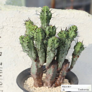ʊt ԉ TK81 [tHrA 7.5cm|bg ߔ̔ ʐ^̎q͂ ̔