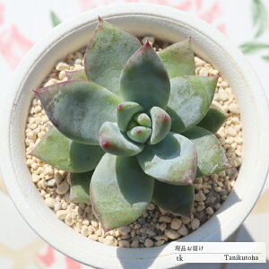 䕃~N啟 TK79 ixt GPxA ʐ^̎q͂ A GPxAʔ GPxA̔