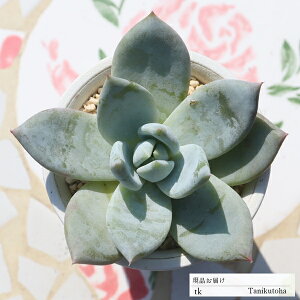 䕃~N啟 TK19 ixt GPxA ʐ^̎q͂ A GPxAʔ GPxA̔