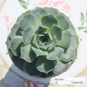 KN TK165 ixt GPxA ʐ^̎q͂ A GPxAʔ GPxA̔