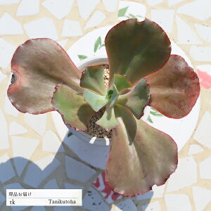 p[eB[hX LTCY TK104 GPxA ʐ^̎q͂ A GPxAʔ GPxA̔