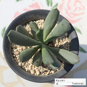 n\EGVX TK68 Ah~XNX ʐ^̎q͂ A Ah~XNXʔ Ah~XNX̔