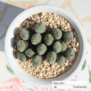 JQ 16 TK38 RmtBc ʐ^̎q͂ A RmtBcʔ RmtBc̔