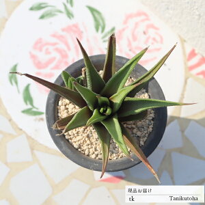 ؂̏ TK84 nI`A ʐ^̎q͂ A nI`Aʔ nI`A̔