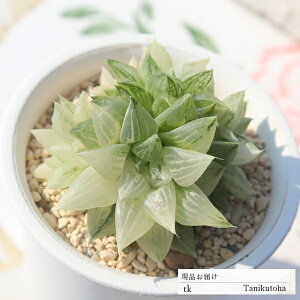 cX 7 TK78 nI`A ʐ^̎q͂ A nI`Aʔ nI`A̔