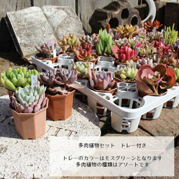 楽天市場】多肉植物 2寸シャトル鉢35個セット 35種類 送料無料 トレー 
