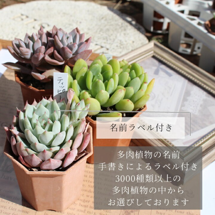 楽天市場】多肉植物 2寸シャトル鉢35個セット 35種類 送料無料 トレー 