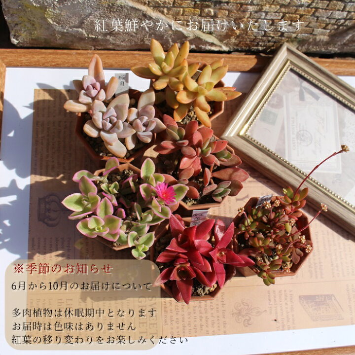 楽天市場】多肉植物 2寸シャトル鉢35個セット 17種類×2個 送料無料 