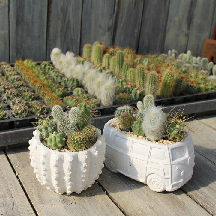 楽天市場】サボテン ミニミニサボテンアソートセット 名前なし 10種 サボテン🌵セット🌵