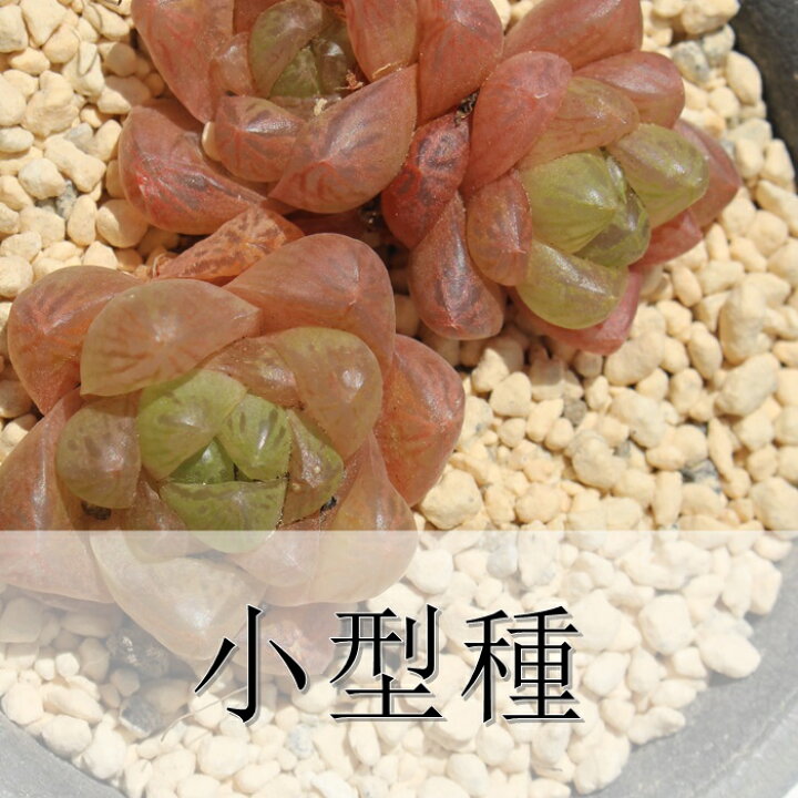 楽天市場】大玉すだれ セダム Mサイズ5.5cmポット sedum cv 