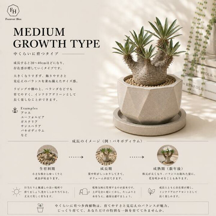 楽天市場】エラータガードナー ドルステニア dorstenia erata 多肉植物 