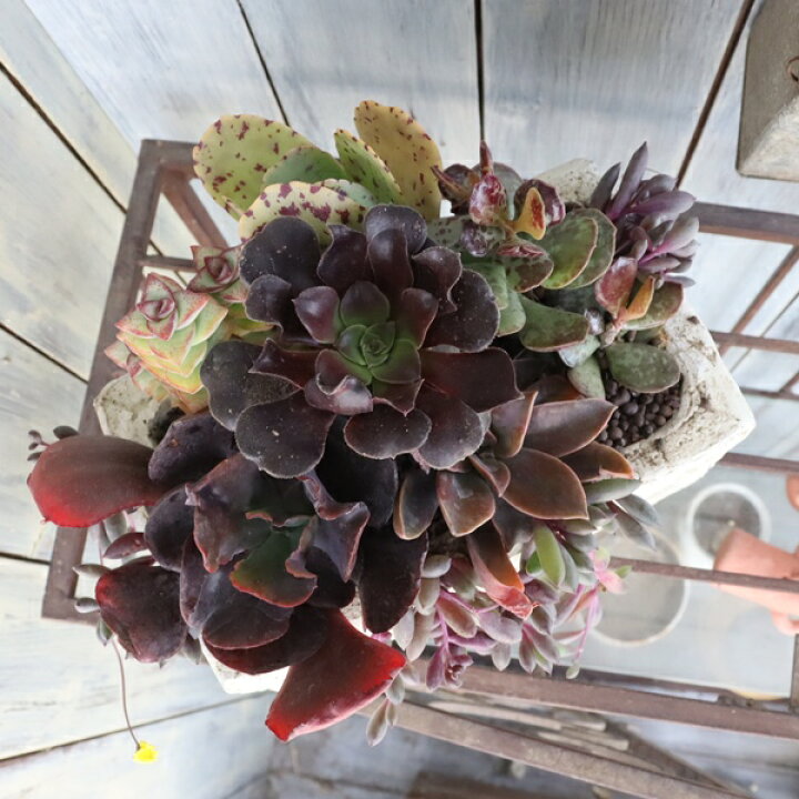 楽天市場】大人の多肉植物 寄せ植え アンティーク風テラコッタ鉢 1点 