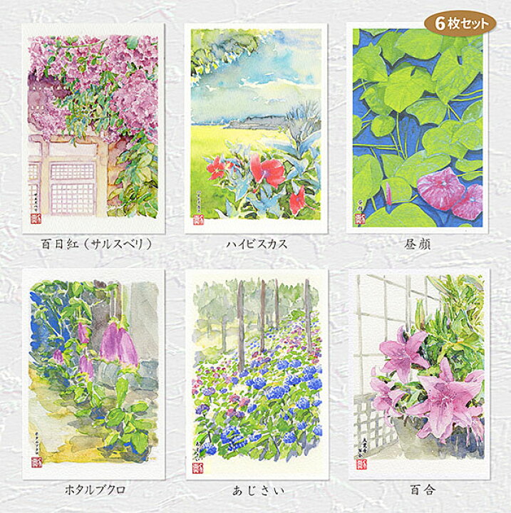 楽天市場 夏の花２ ６枚セット ポストカードセット 絵はがきセット 絵葉書 絵はがき 花 夏 サルスベリ サルスベリ ハイビスカス 昼顔 ヒルガオ ホタルブクロ 紫陽花 アジサイ 百合 ユリ 水彩画 タニムラ ポストカード ストア