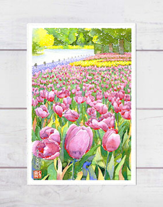 楽天市場 春の花 チューリップ園 京都府立植物園 ポストカード 絵葉書 絵はがき 春 花 チューリップ 水彩画 風景画 植物園 京都 タニムラ ポストカード ストア 楽天市場 春の花 チューリップ園 京都府立植物園 ポストカード 絵葉書 絵はがき 春 花 チューリップ 水彩画 風景画 植物園 京都 タニムラ ポストカード ストア
