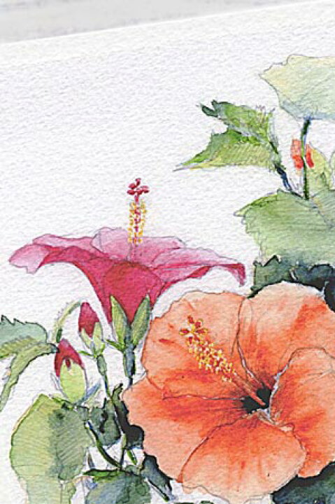 楽天市場 静物画 ハイビスカス２ ポストカード 絵葉書 絵はがき 花 ハイビスカス 夏 暑中見舞い 残暑見舞い 水彩画 タニムラ ポストカード ストア