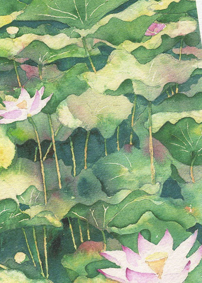 楽天市場】平の沢池 蓮 1 [ 京都 亀岡 ] ( 水辺 はす 一面の大きな葉 