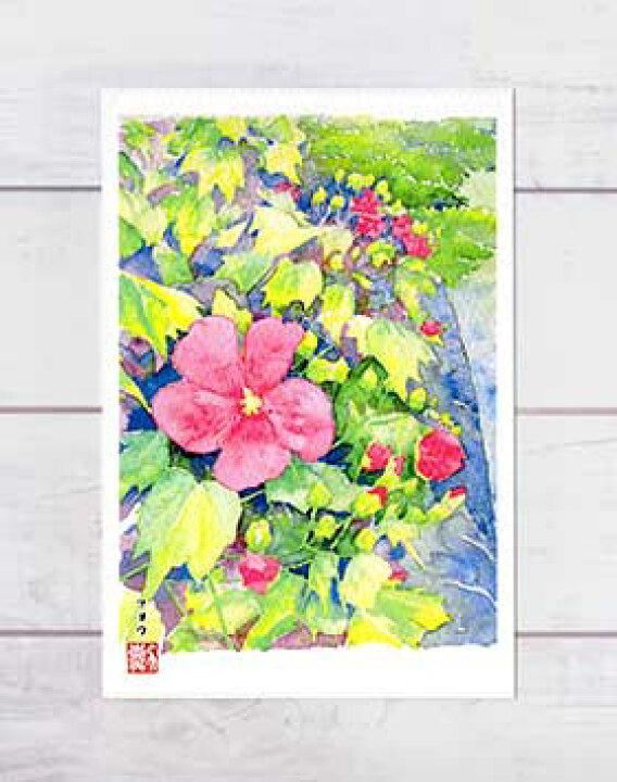 楽天市場 夏の花 フヨウ１ 芙蓉 ポストカード 絵葉書 絵はがき 花 夏 フヨウ 水彩画 風景画 和風 鴨川 河川敷 京都 タニムラ ポストカード ストア
