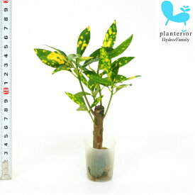 観葉植物 ハイドロカルチャー 苗 クロトン アキュビフォーリア プチサイズ 1寸