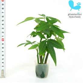 観葉植物 ハイドロカルチャー 苗 パキラの森 プチサイズ 1寸